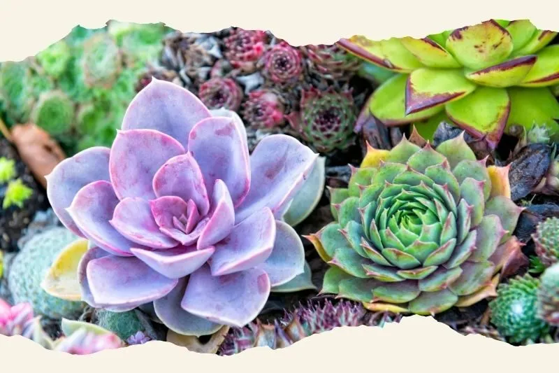 House Garden