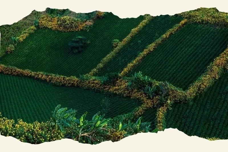 Khu nương chè Đội 2 và Đội 3